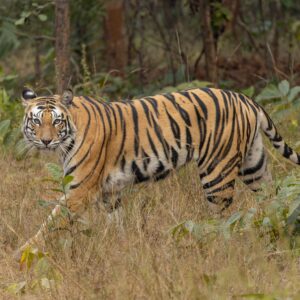 Pench Tiger Trail - 2-Day Itinerary