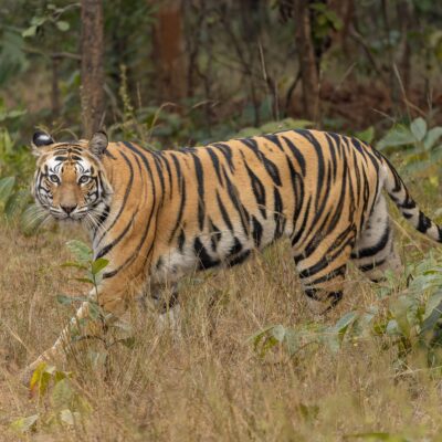 Pench Tiger Trail - 2-Day Itinerary