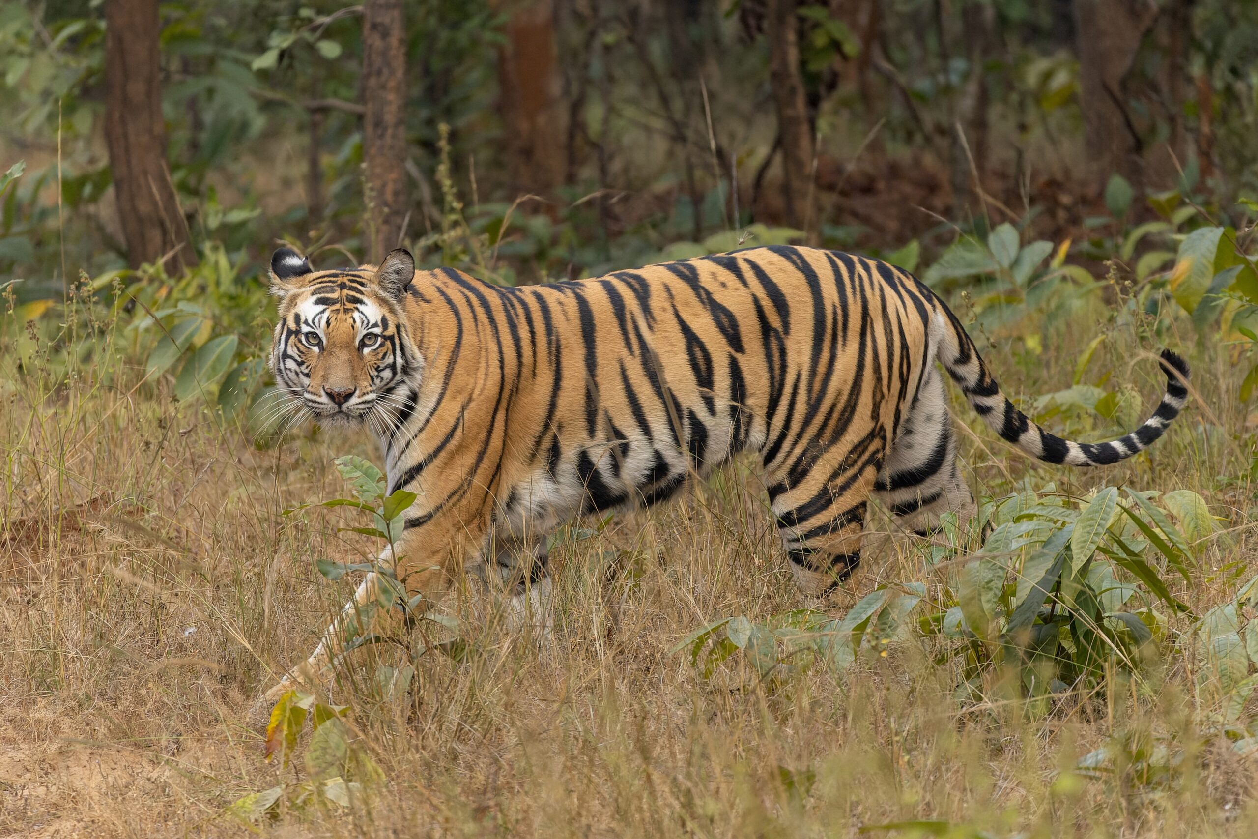 Pench Tiger Trail - 2-Day Itinerary