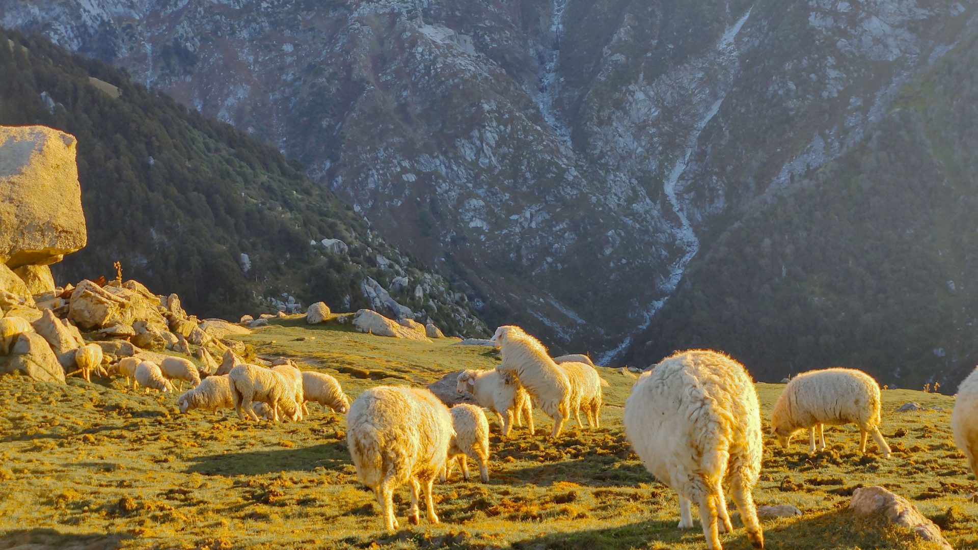 Himalayan Sheeps at Triund Summit