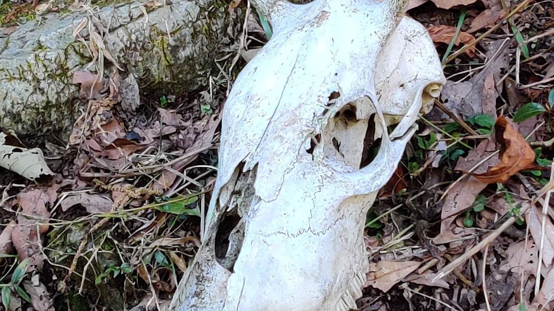 Skull on the Way to Chopta