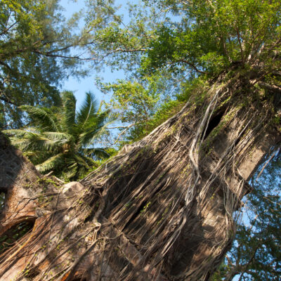 Banyan roots over British-era ruins on Ross Island near Port Blair, Andaman Islands